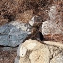 고양이이야기 이미지