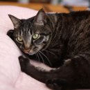 착한 고양이 이미지