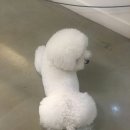 도그매니저 이미지