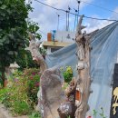 선유산방 이미지