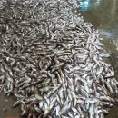 천학정 민박 | [이현군의 옛지도여행] 동해안 최북단 강원도 고성을 찾아 (조선일보 2015.02.07 13:59)