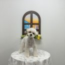 홀리몰리살롱 이미지