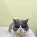 미야옹실 이미지