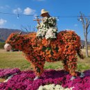 양산국화꽃축제 이미지