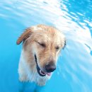 샤워하는 강아지 이미지