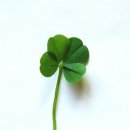 네잎클로버 이미지