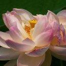 홍연농장 이미지