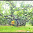 성환배영농조합법인 이미지