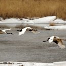 두루미202 이미지