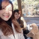 체인지펫미용 이미지