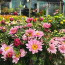 개나리꽃농원 | 대구 팔공산 불로 화훼단지 [불로농원] 가을국화 10월 꽃구경