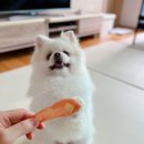 와글리테일 이미지