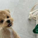 내동애견 네이버블로그