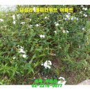 위브꽃 이미지