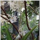 화이트 페어리 이미지