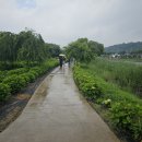 공주 유구색동수국정원, 공주 유구수국축제 이미지