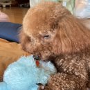 펫살롱 꽃단장 이미지