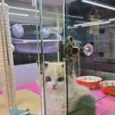 고양이분양 꽃개와 꽃냥 인천 청라점 이미지