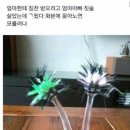리얼도너츠 이미지