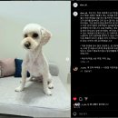 디어올리 이미지