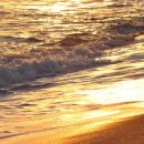 황금바다 이미지