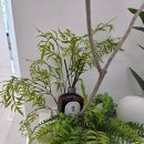 채움속눈썹 이미지