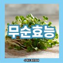 무순풍미집 | 무순 효능 부작용 요리 키우기 세척 보관
