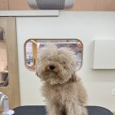 네추럴 그루밍 이미지