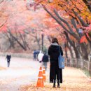 [출발-서울] 남산순환둘레길과 단풍 숲(11/8 토요일) 이미지