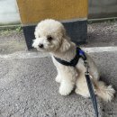 독핏코리아 이미지