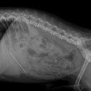 삼화 우수한 동물병원 이미지