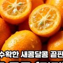 달콤코지