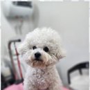 오늘도 예쁘개 이미지