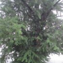 천년의 나무(영주시 단산면 옥대리 은행나무)와 꼬리진달래 이미지
