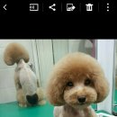 중앙애견 이미지