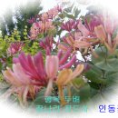 인동 이미지