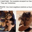 물만난 강아지 이미지