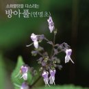 방아나라 이미지