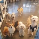 케어독 하우스 이미지