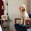 find your dog 이미지