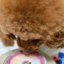 냥냥쩝쩝 이미지