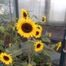 오작교농장 이미지