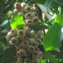 부국개발주식회사 여미지식물원 | (9월의명소 여미지식물원) 9월의제주명소 여미지식물원18選