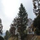 산남의진 정대장 양 이미지