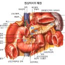 췌장염 증세 이미지