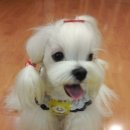 쿨독펫샵 이미지