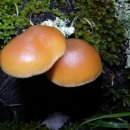 황토버섯 이미지