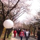 지난 4월 4일, 영남대 지역주민 초청 ‘벚꽃축제’ 성황 .. 이미지