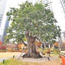 축구장 옆 화단 이미지