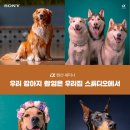 소니 α 랜선 세미나 - 우리 강아지 촬영은 우리집 스튜디오에서 후기